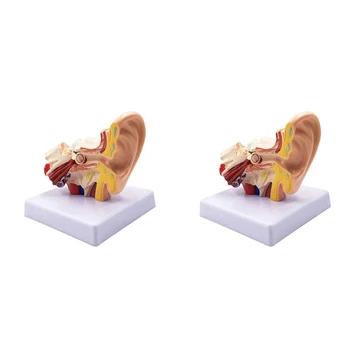2 броя 1.5 X Модел на анатомията на човешкото ухо - професионална настолна симулация модел на структура на вътрешното ухо за обучение