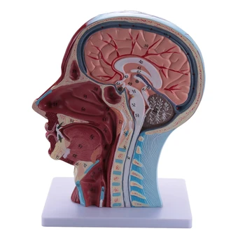 Surface вазо-нервна модел на половината от главата на човек с мускули, анатомическая модел на главата в реален размер, на черепа и мозъка