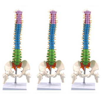 3шт 45 см, модел анатомия на таза човек, на гръбначния стълб, гръбначен стълб, учебни материали за студенти