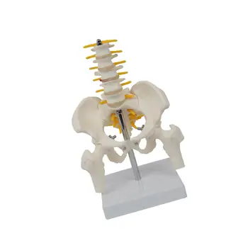 PVC Човешкия Таз с Костите на Таза и Краката Образователна Играчка-Пъзел В Реален Размер