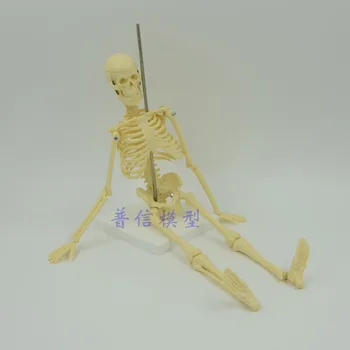 45-см малък модел на скелета на човека, медицинска научна модел на костите